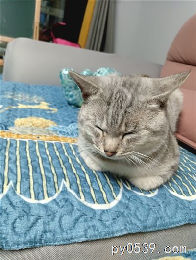 貓咪