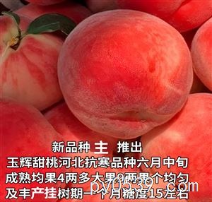 出售各種新品種桃苗奶油蟠桃苗紅肉油蟠桃苗天外之星油蟠桃苗