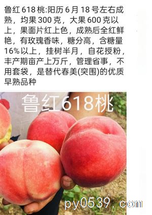 出售各種新品種桃苗奶油蟠桃苗紅肉油蟠桃苗天外之星油蟠桃苗